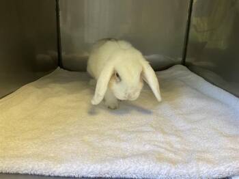 PEACH* -  Bunny Rabbit Rabbit for Adoption in Santa Cruz, California - PEACH* | PetCurious