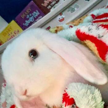 Snowy & Brownie -  Holland Lop Rabbit for Adoption in Paradis, Louisiana - Snowy & Brownie | PetCurious