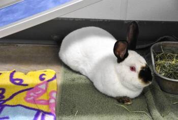 Bunny Rabbit and Californian Rabbits Available for Adoption - MARTIN | PetCurious