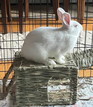 Kalamata -  New Zealand Rabbit for Adoption in Westford, Massachusetts - Kalamata | PetCurious