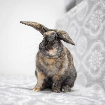Colonel Hoppington -  American Rabbit for Adoption in San Diego, California - Colonel Hoppington | PetCurious