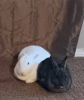 Florida White and American Rabbits Available for Adoption in Melbourne, Florida - Filbert And Nugget | PetCurious