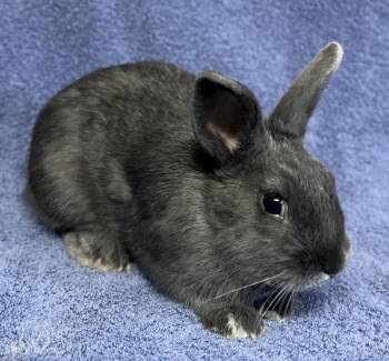 Will -  American Rabbit for Adoption in Salinas, California - Will | PetCurious