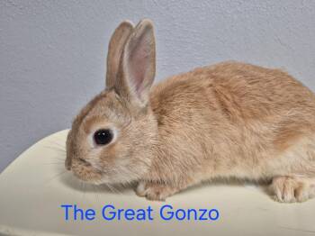 Bunny Rabbit Rabbits Available for Adoption in Cincinnati, Ohio - Gonzo | PetCurious