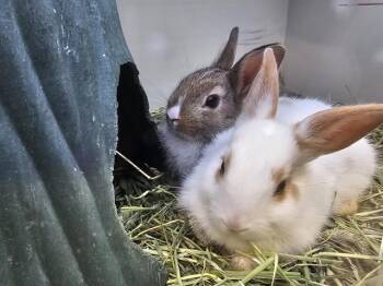 Rescue Bunny Rabbit Rabbits for Adoption in Tustin, California - BUNZILLA | PetCurious