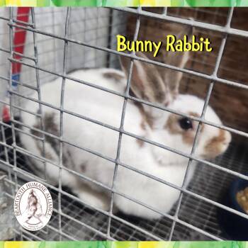English Spot Rabbits Available for Adoption - Bunny Rabbit | PetCurious
