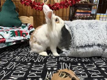 Rescue Lionhead Rabbits for Adoption in Little Rock, Arkansas - Roger | PetCurious