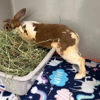 Rex Rabbits Available for Adoption in Kennesaw, Georgia - Howard | PetCurious