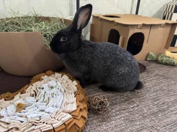 New Zealand Rabbits Available for Adoption in Saint Charles, Missouri - Orbit  | PetCurious