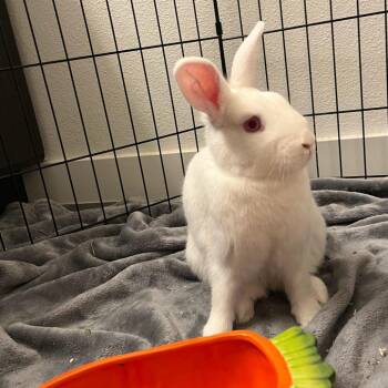 Pikachu -  Florida White Rabbit for Adoption in Richmond, California - Pikachu | PetCurious