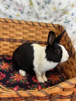 Dutch Rabbits Available for Adoption in Upper Sandusky, Ohio - Poppy | PetCurious