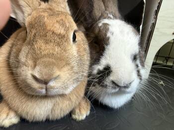 Rescue Flemish Giant Rabbits for Adoption in Midlothian, Virginia - Labubu | PetCurious