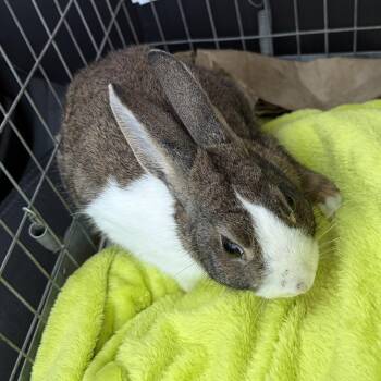 Sally -  Dutch Rabbit for Adoption in Modesto, California - Sally | PetCurious