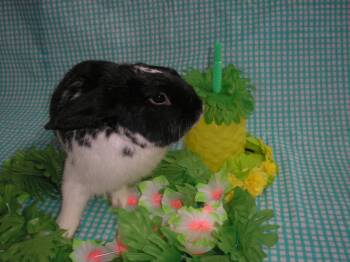 Rocky Road -  English Spot Rabbit Available for Adoption in Jefferson, Louisiana - Rocky Road | PetCurious