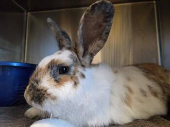 A1049275 -  Bunny Rabbit Rabbit for Adoption in Martinez, California - A1049275 | PetCurious