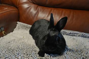 Lolly -  American Rabbit for Adoption in Garland, Texas - Lolly | PetCurious