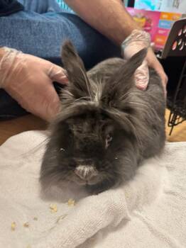 Angora Rabbit Rabbits Available for Adoption in Pine Grove, Pennsylvania - Blue | PetCurious