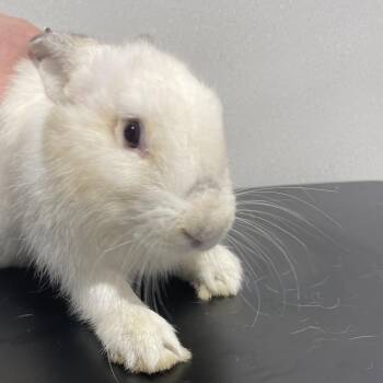 Jules -  American Rabbit for Adoption in Tampa, Florida - Jules | PetCurious