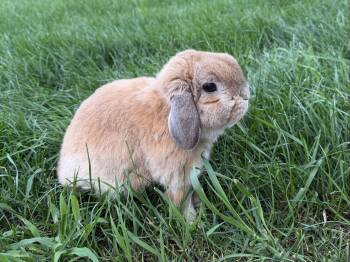 Flounder -  Holland Lop Rabbit for Adoption in Lakeville, Minnesota - Flounder | PetCurious