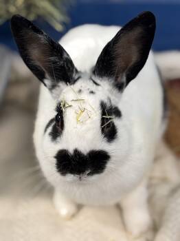 Rescue Bunny Rabbit Rabbits for Adoption in Ravenna, Ohio - Pua | PetCurious