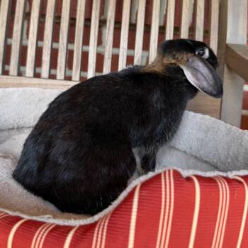 Lynn -  Holland Lop and Bunny Rabbit Rabbit for Adoption in Baltimore, Maryland - Lynn | PetCurious