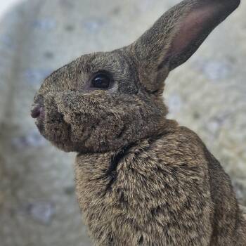 Palomino and Flemish Giant Rabbits Available for Adoption in Foley, Alabama - Benjamin Button | PetCurious