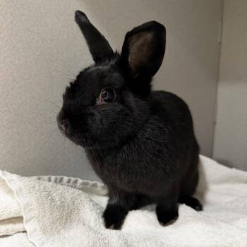 Anya -  Dwarf Rabbit for Adoption in Great Neck Plaza, New York - Anya | PetCurious