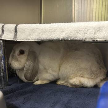 Hoppo -  American Fuzzy Lop Rabbit Available for Adoption in Asheville, North Carolina - Hoppo | PetCurious