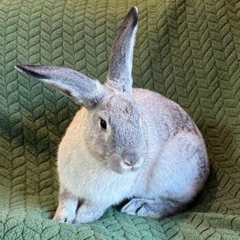 Rescue Chinchilla Rabbits for Adoption in Columbia, Maryland - Hershey | PetCurious