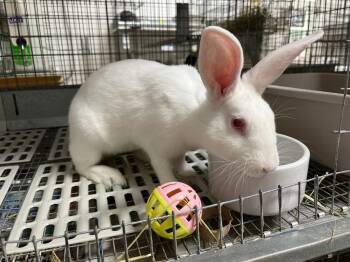 Moonbeam -  New Zealand Rabbit for Adoption in Pflugerville, Texas - Moonbeam | PetCurious