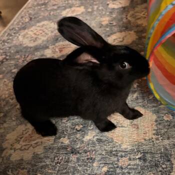 Bunny Rabbit and Rex Rabbits Available for Adoption - Jett | PetCurious