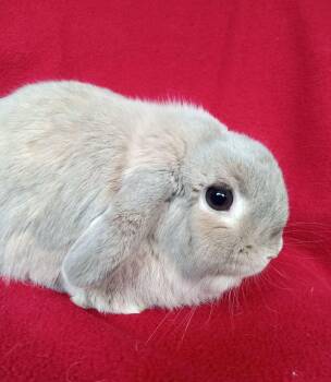 Bixby -  Holland Lop Rabbit for Adoption in Goleta, California - Bixby | PetCurious