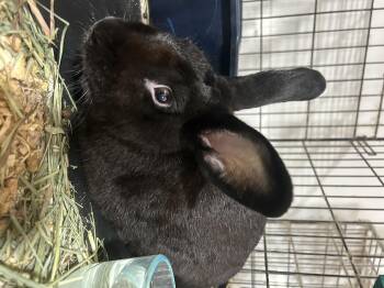 Shadow -  Bunny Rabbit Rabbit for Adoption in Navarre, Florida - Shadow | PetCurious
