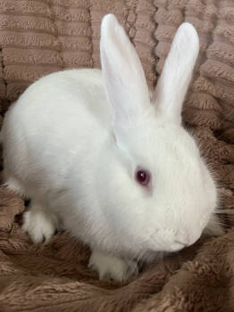 Rescue New Zealand Rabbits for Adoption in Naples, Florida - Winter | PetCurious