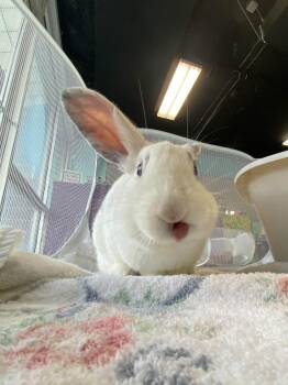 Budgie and Eliza -  New Zealand Rabbit for Adoption in Saint Charles, Missouri - Budgie And Eliza | PetCurious