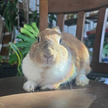 Clementine -  Dwarf Rabbit for Adoption in Los Angeles, California - Clementine | PetCurious