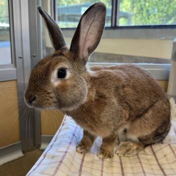 Rescue American Rabbits for Adoption in Eatontown, New Jersey - Cheeks McGillibunny | PetCurious