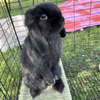 Coco Puff -  Holland Lop Rabbit for Adoption in Kalamazoo, Michigan - Coco Puff | PetCurious