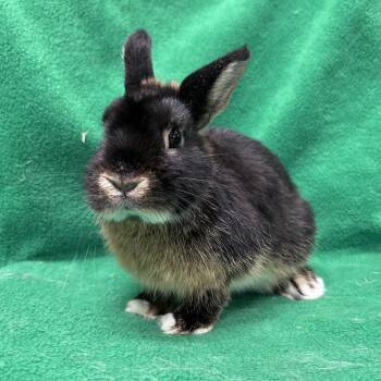 Toby -  Netherland Dwarf Rabbit for Adoption in Oak Park, Illinois - Toby | PetCurious