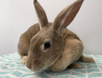 New Zealand Rabbits Available for Adoption in Westford, Massachusetts - Chamomile | PetCurious