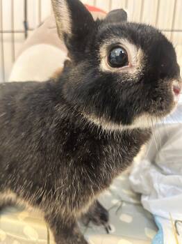 Rescue Silver Marten Rabbits for Adoption in Los Angeles, California - Charlie Brown | PetCurious