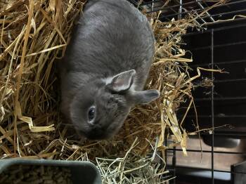 Bunny 1 -  Netherland Dwarf Rabbit for Adoption in Troupsburg, New York - Bunny 1 | PetCurious