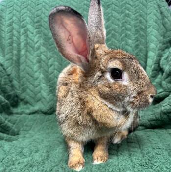 Rescue Chinchilla Rabbits for Adoption in Columbia, Maryland - Maggie | PetCurious