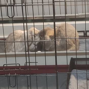 Data & Tasha -  Holland Lop Rabbit for Adoption in Gig Harbor, Washington - Data & Tasha | PetCurious