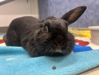 CARROTS -  Bunny Rabbit Rabbit for Adoption in Loveland, Colorado - CARROTS | PetCurious
