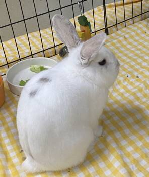 Rescue American Rabbits for Adoption in Alexandria, Virginia - Yuki | PetCurious