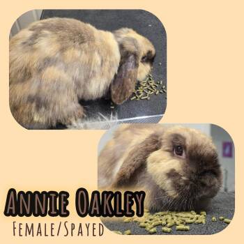 Annie Oakley -  Lop Eared Rabbit for Adoption in Idaho Falls, Idaho - Annie Oakley | PetCurious