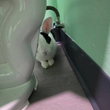 Cordelia -  Dutch Rabbit for Adoption in The Woodlands, Texas - Cordelia | PetCurious