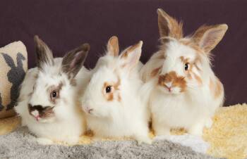 Rescue Lionhead Rabbits for Adoption in Ankeny, Iowa - Brandy, Shandy, And Tequila | PetCurious