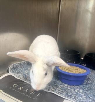 Boo -  American Rabbit for Adoption in Petersburg, Virginia - Boo | PetCurious